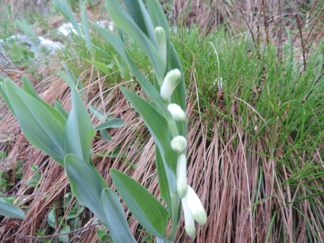 sigillo di Salomone